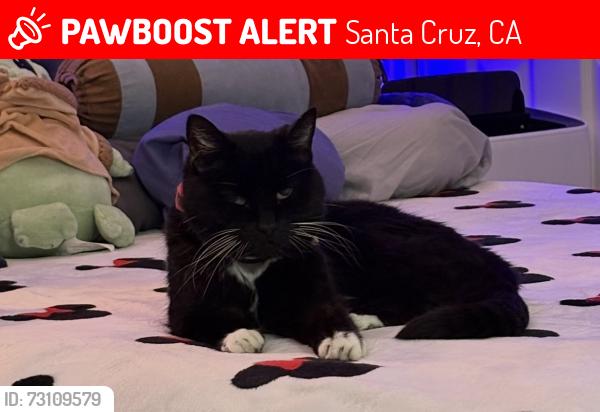 Lost Female Cat last seen Bay street, Santa Cruz, CA 95060