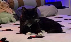 Lost Female Cat last seen Bay street, Santa Cruz, CA 95060
