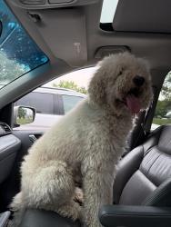Found/Stray Male Dog last seen Coon rapids blvd, Coon Rapids, MN 55433