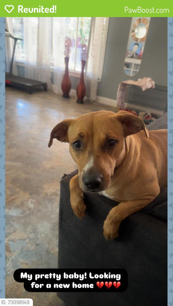 Reunited Female Dog last seen Vera Cruz, Modesto, CA 95355
