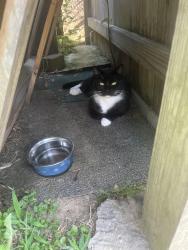 Lost Female Cat last seen Danville Street, Montrose, VA 23231