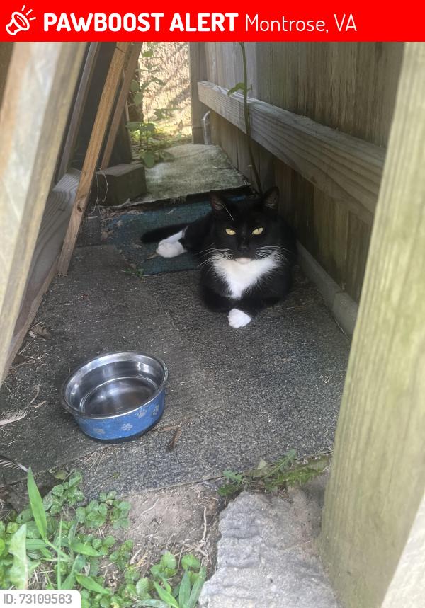 Lost Female Cat last seen Danville Street, Montrose, VA 23231