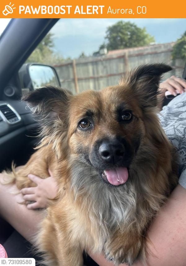 Found/Stray Female Dog last seen Jewell and peoria, Aurora, CO 80014