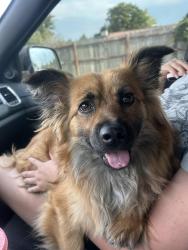 Found/Stray Female Dog last seen Jewell and peoria, Aurora, CO 80014