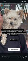 Lost Male Dog last seen On the street of Dominican, to the intersection in the road, El Paso, TX 79936