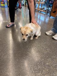 Reunited Male Dog last seen Nicky D's, Crowley, TX 76036