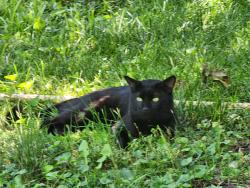 Lost Male Cat last seen Marie and Lee, Saint Charles, MO 63301