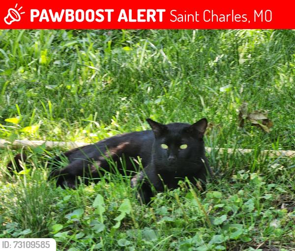 Lost Male Cat last seen Marie and Lee, Saint Charles, MO 63301