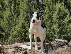Shelter Stray Female Dog last seen Near BLOCK POVI PIN POE SF NM 87508, 100 Caja Del Rio Rd, Santa Fe, NM 87507, USA