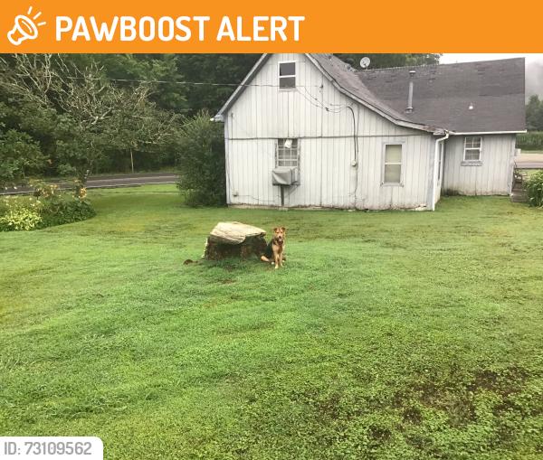 Found/Stray Female Dog last seen Near new hope road se Cleveland tn, Gwinnett County, GA 30045