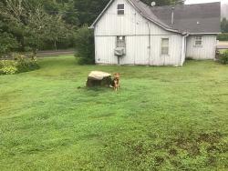 Found/Stray Female Dog last seen Near new hope road se Cleveland tn, Gwinnett County, GA 30045