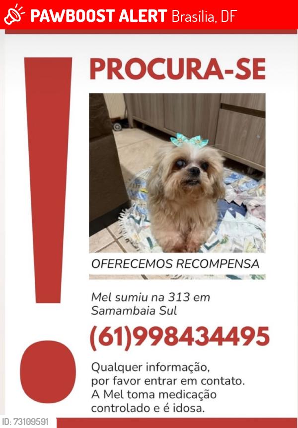 Lost Female Dog last seen samambaia sul, Brasília, DF 