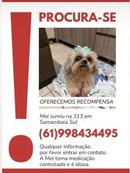 Lost Female Dog last seen samambaia sul, Brasília, DF 