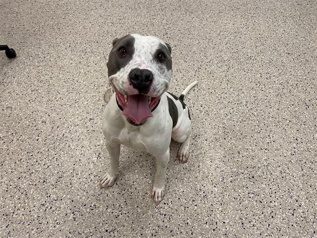 Shelter Stray Male Dog last seen Near BLOCK MILLER AVE, 12155 Park Blvd, Brighton, CO 80601, USA