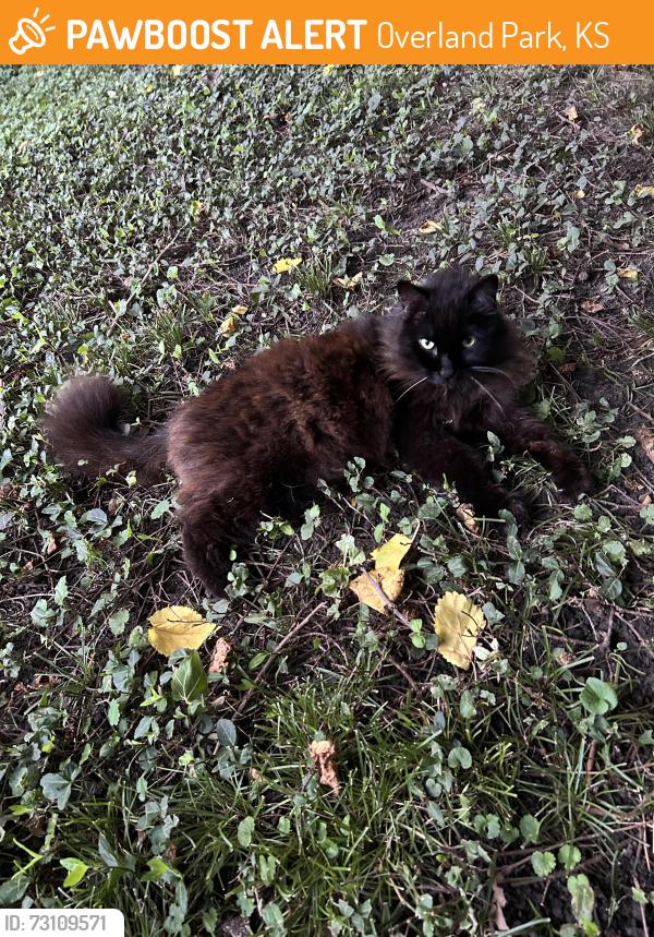 Found/Stray Unknown Cat last seen 75th and Lamar, Overland Park, KS 66204
