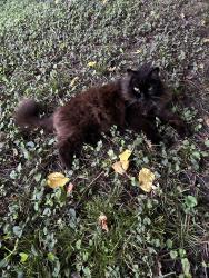 Found/Stray Unknown Cat last seen 75th and Lamar, Overland Park, KS 66204
