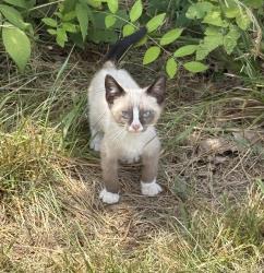 Found/Stray Unknown Cat last seen Valdese, Valdese, NC 28690