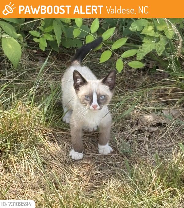 Found/Stray Unknown Cat last seen Valdese, Valdese, NC 28690