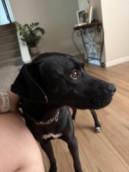 Reunited Male Dog last seen Sable blvd & 6th Ave, Aurora, CO 80011