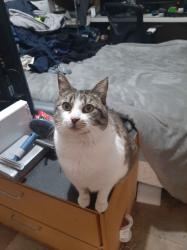 Lost Female Cat last seen Near Lyall street, Cranbourne, VIC 3977