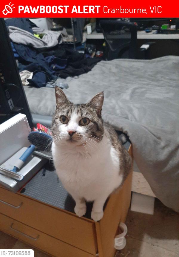 Lost Female Cat last seen Near Lyall street, Cranbourne, VIC 3977