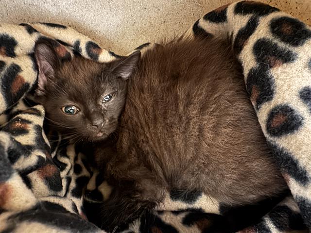Shelter Stray Female Cat last seen Near BLOCK W SPUR CIR, 4522 W 3500 S, West Valley City, UT 84120, USA