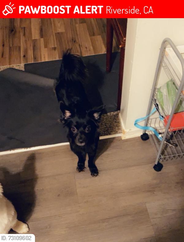 Lost Female Dog last seen Near Gettysburg Dr, Riverside, CA 92503