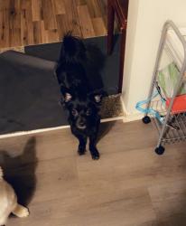 Lost Female Dog last seen Near Gettysburg Dr, Riverside, CA 92503