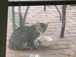 Found/Stray Unknown Cat last seen Settlers Way and Austin PKWY, Sugar Land, TX 77479