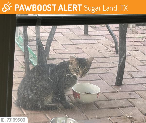 Found/Stray Unknown Cat last seen Settlers Way and Austin PKWY, Sugar Land, TX 77479