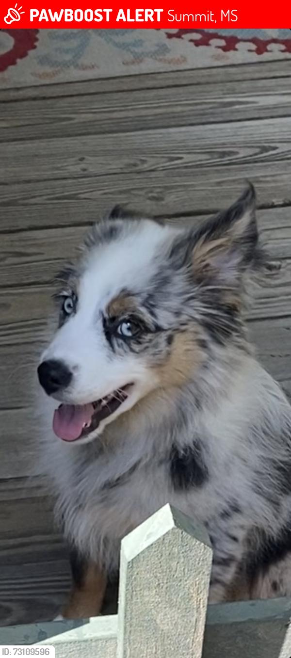 Lost Male Dog last seen Old Brookhaven Rd, Summit, MS, Summit, MS 39666
