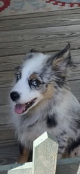 Lost Male Dog last seen Old Brookhaven Rd, Summit, MS, Summit, MS 39666