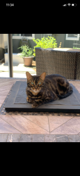Lost Male Cat last seen Los Altos and Colorado between Vista and Sparks, Sparks, NV 89436