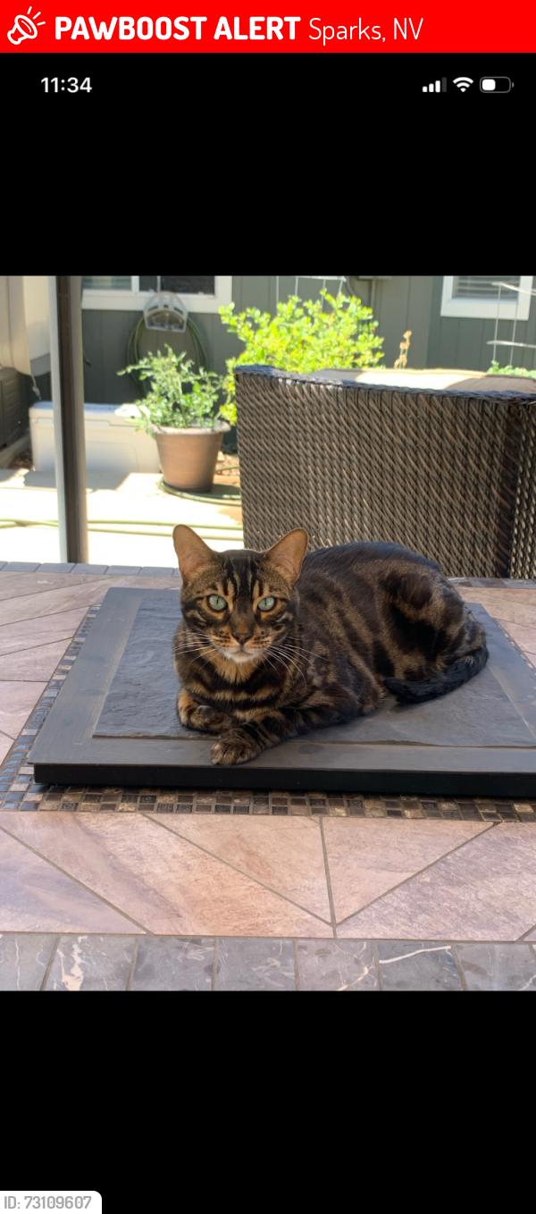 Lost Male Cat last seen Los Altos and Colorado between Vista and Sparks, Sparks, NV 89436