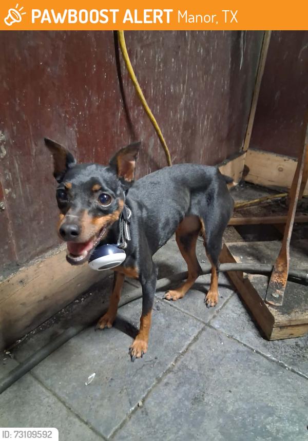 Found/Stray Female Dog last seen At duetts tire service downtown Manor TX 78653, Manor, TX 78653