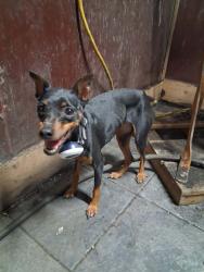 Found/Stray Female Dog last seen At duetts tire service downtown Manor TX 78653, Manor, TX 78653