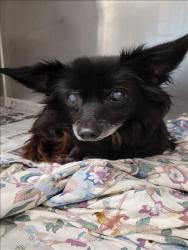 Shelter Stray Female Dog last seen , 1850 W 60th St, Los Angeles, CA 90047, USA