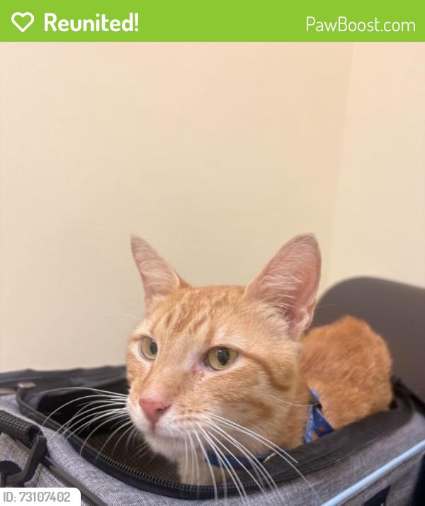 Reunited Male Cat last seen Near NW 30th St, Coral Springs, FL 33065, USA, Coral Springs, FL 33065