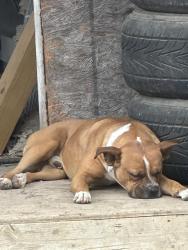Reunited Male Dog last seen Copper Rim near fisher elementary, San Antonio, TX 78245