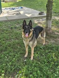 Shelter Stray Female Dog last seen WENTZVILLE, 4850 Mid Rivers Mall Dr, St Peters, MO 63376, USA