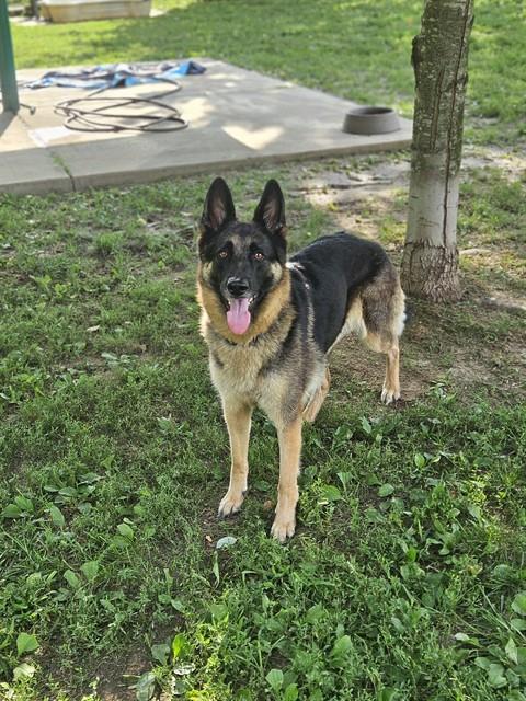 Shelter Stray Female Dog last seen WENTZVILLE, 4850 Mid Rivers Mall Dr, St Peters, MO 63376, USA