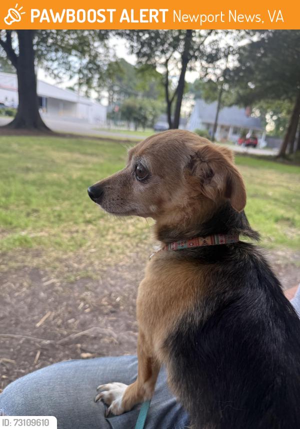 Found/Stray Male Dog last seen Hammond street Warwick boulevard, Newport News, VA 23601