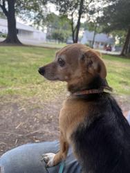 Found/Stray Male Dog last seen Hammond street Warwick boulevard, Newport News, VA 23601
