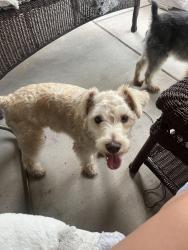 Reunited Male Dog last seen N Garland Ave and Naaman Forest Blvd Near Lifetime Fitness Gym, Garland, TX 75044