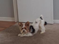 Lost Male Dog last seen Blanding dr and lerner dr, Houston, TX 77015