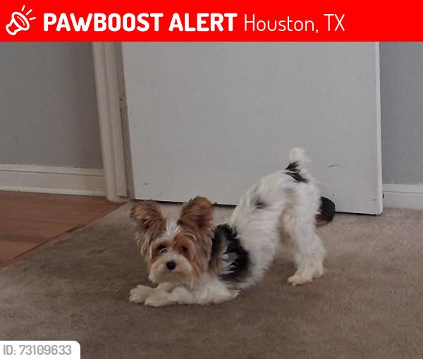 Lost Male Dog last seen Blanding dr and lerner dr, Houston, TX 77015