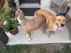 Found/Stray Female Dog last seen Campfire trail, Northlake, TX 76247