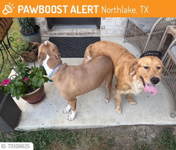 Found/Stray Female Dog last seen Campfire trail, Northlake, TX 76247
