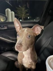 Shelter Stray Male Dog last seen Near Clifton springs rd Decatur, ga 30034, 30034, GA, 3280 Chamblee Dunwoody Rd, Chamblee, GA 30341, USA