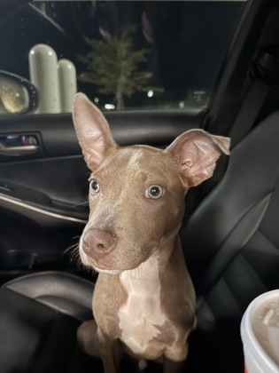 Shelter Stray Male Dog last seen Near Clifton springs rd Decatur, ga 30034, 30034, GA, 3280 Chamblee Dunwoody Rd, Chamblee, GA 30341, USA